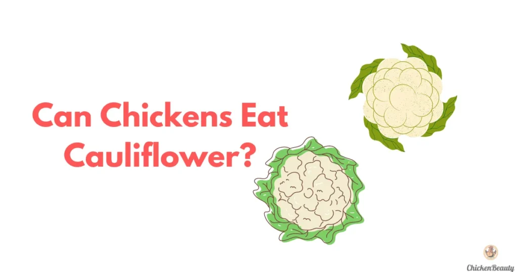 Can Chickens Eat Cauliflower