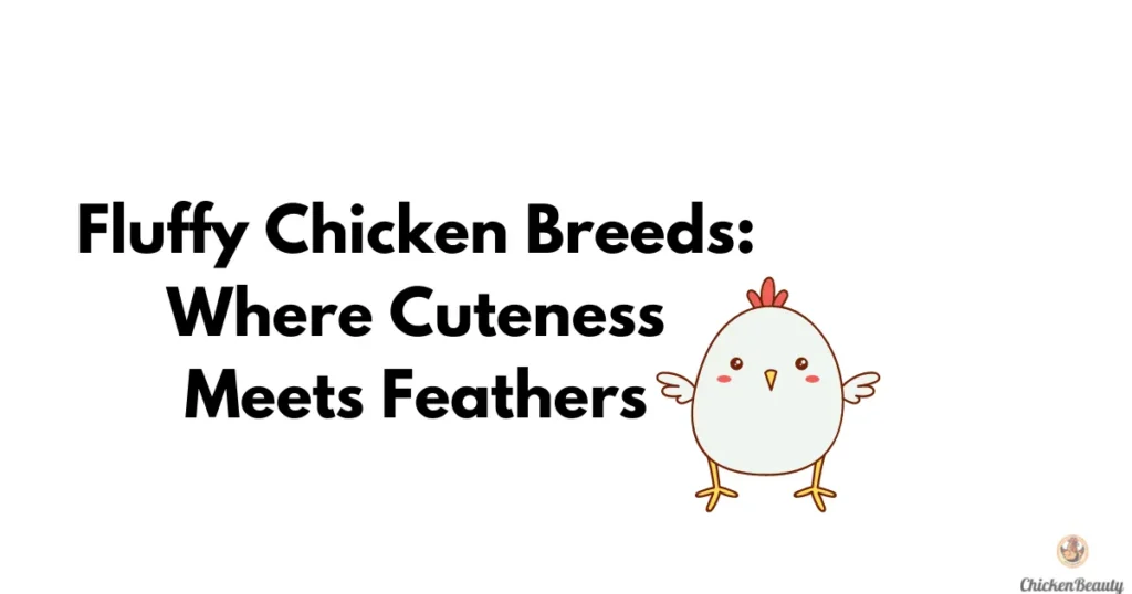 Fluffy Chicken Breeds