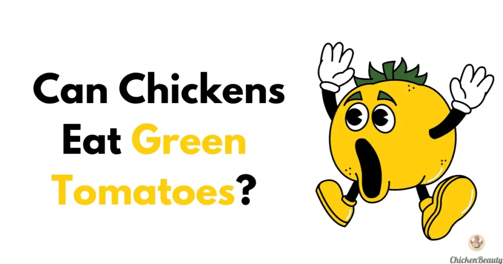 Chickens and Green Tomatoes: Can Chickens Eat Green Tomatoes?