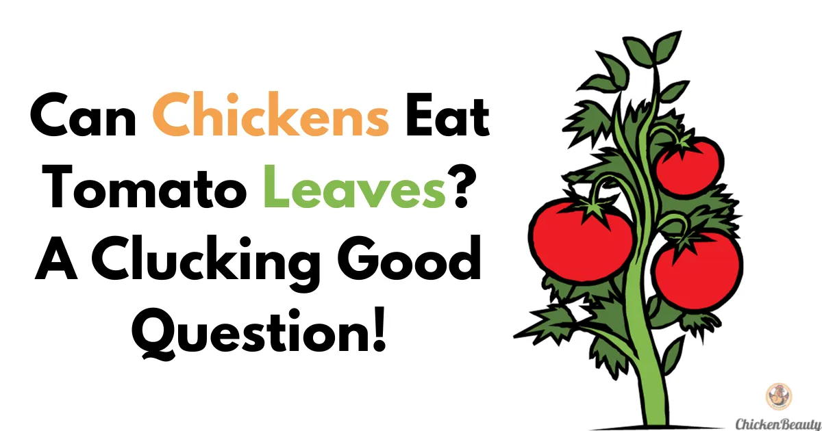 Can Chickens Eat Tomato Leaves