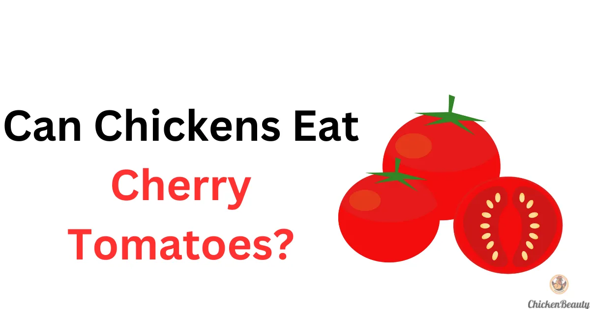 Can Chickens Eat Cherry Tomatos