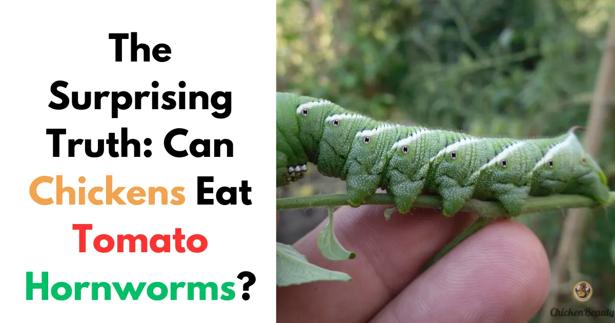 Chickens Eat Tomato Hornworms