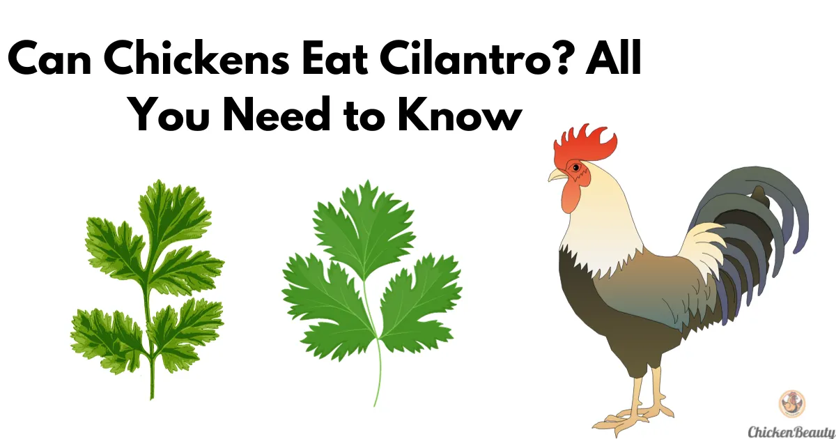 Can Chickens Eat Cilantro