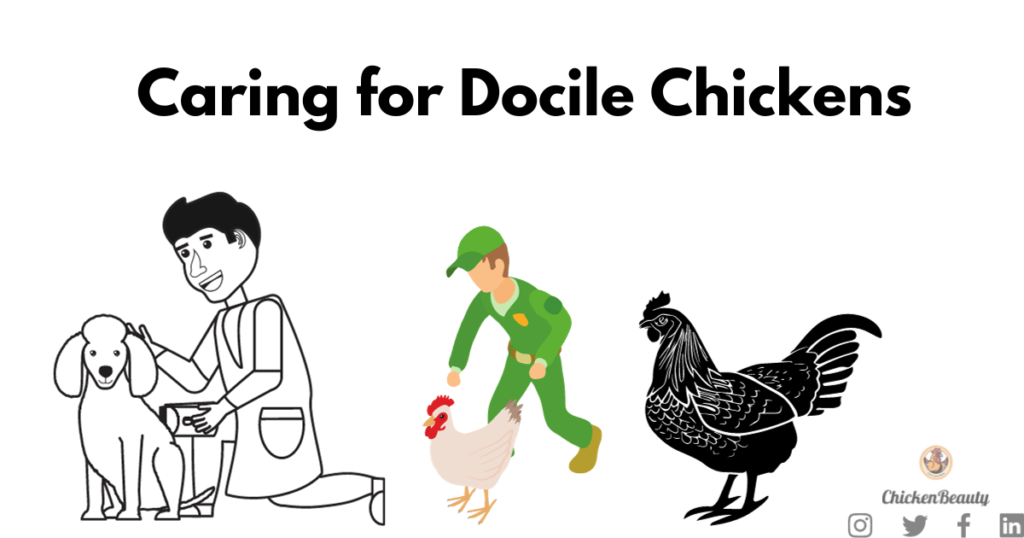 The Ultimate Guide to Docile Chicken Breeds: Choosing the Perfect Flock