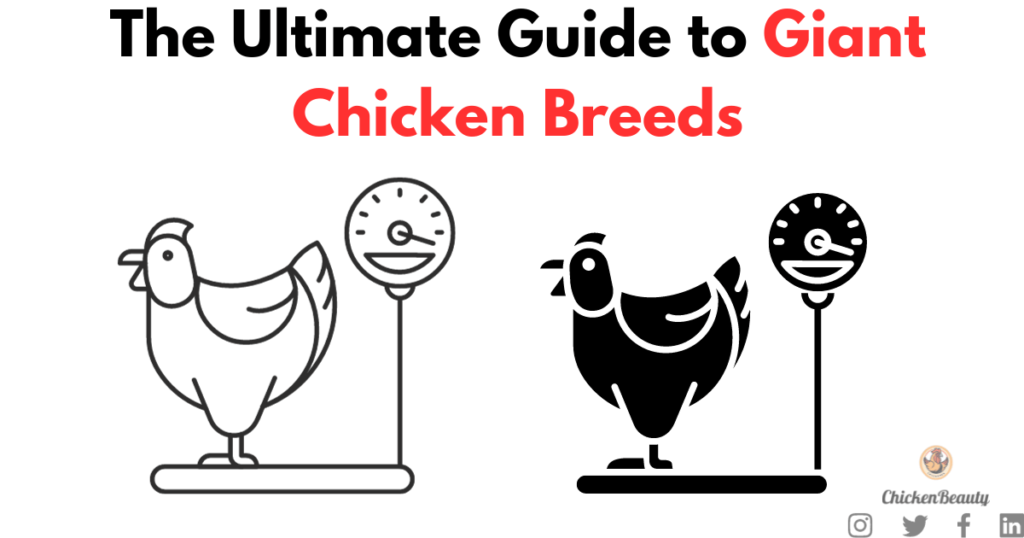 The Ultimate Guide to Giant Chicken Breeds