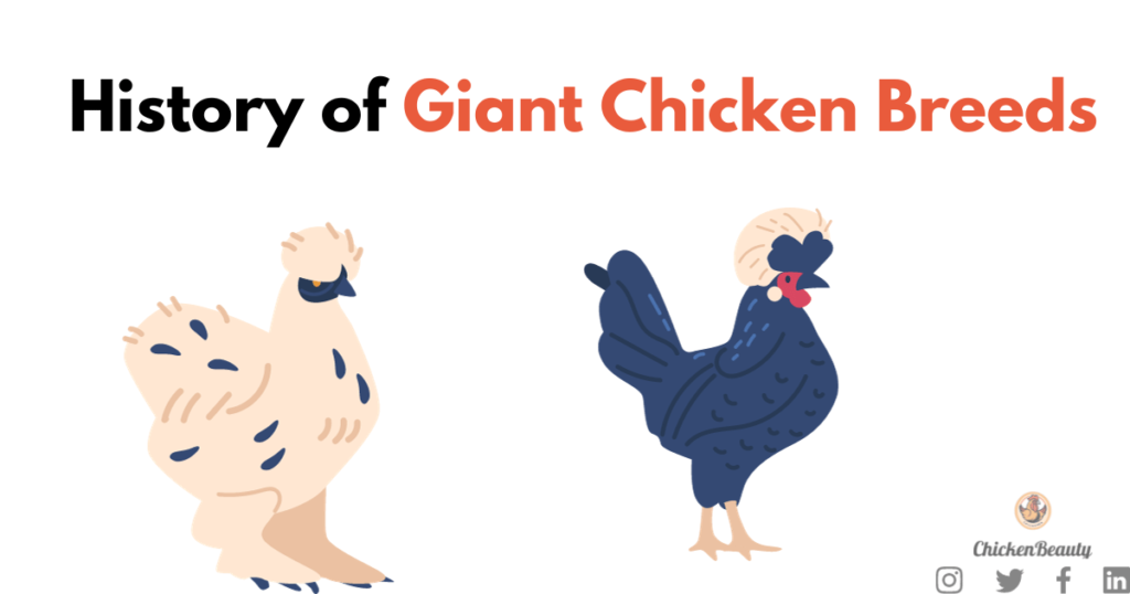 The Ultimate Guide to Giant Chicken Breeds
