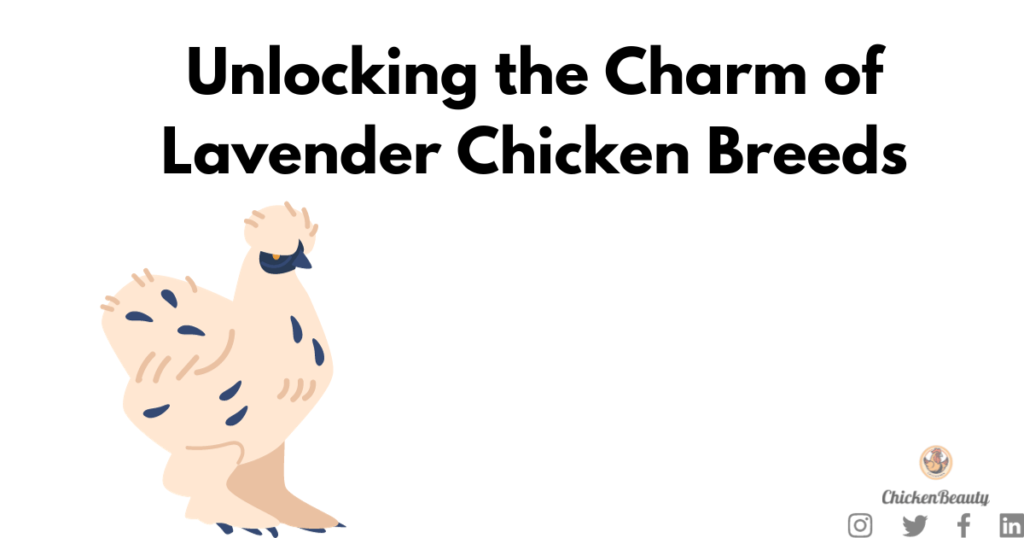 Lavender Chicken Breeds