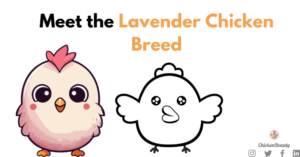 Unlocking the Charm of Lavender Chicken Breeds