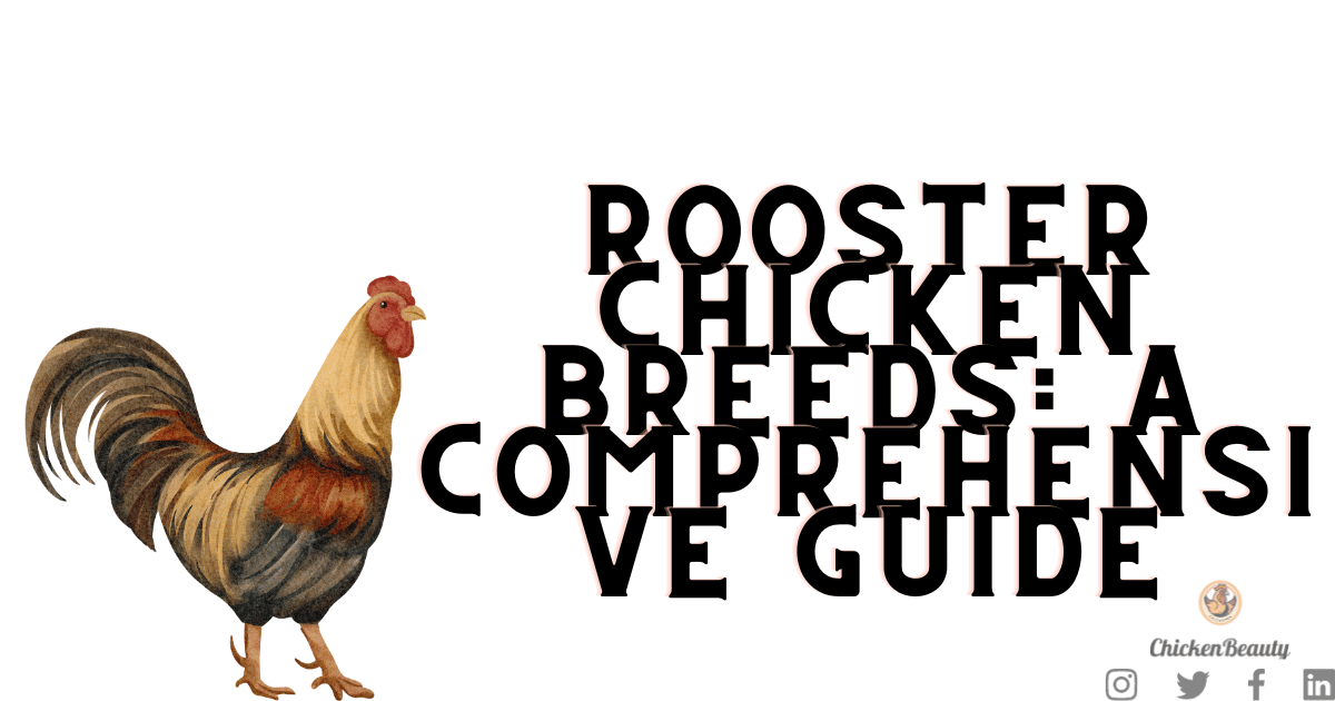 Rooster Chicken Breeds