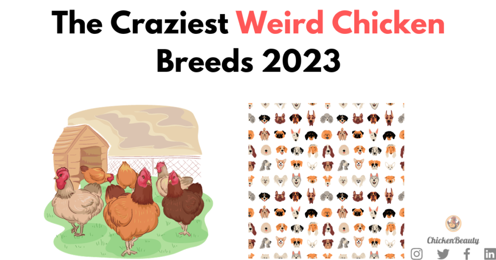 The Craziest Weird Chicken Breeds 2023