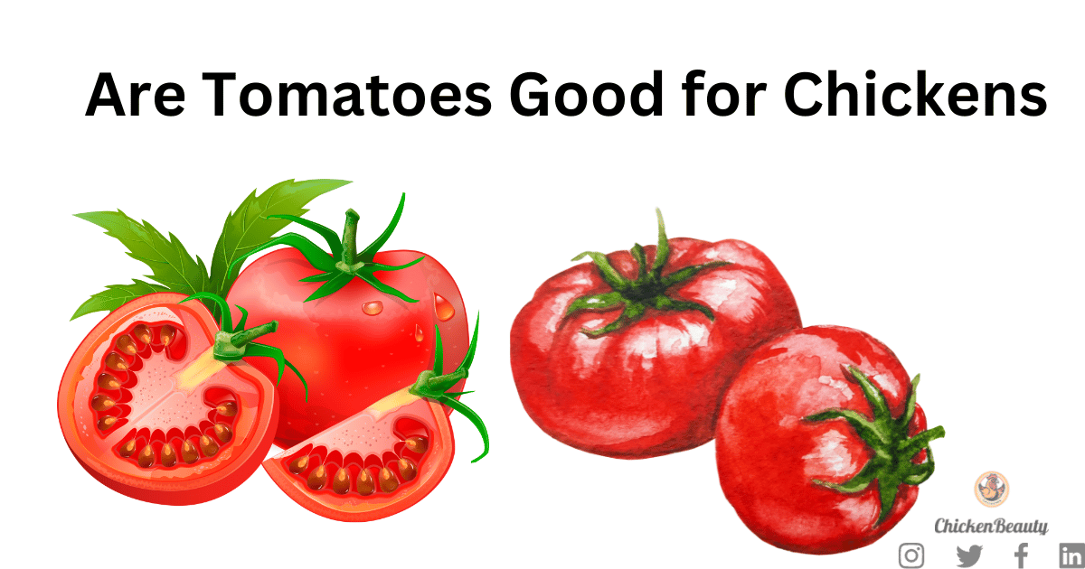 Are Tomatoes Good for Chickens