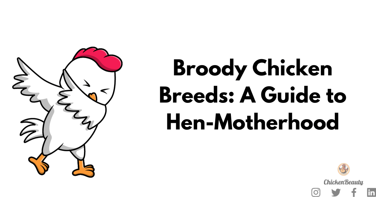 Broody Chicken Breeds