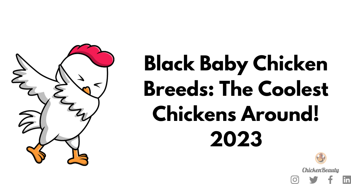 Black Baby Chicken Breeds